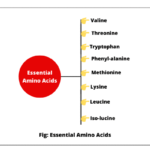Types of Amino acids